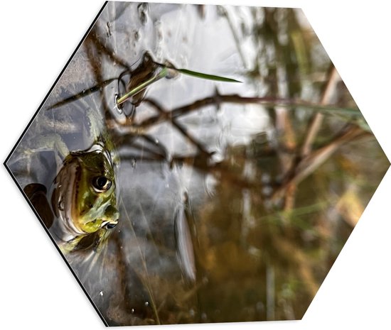 Dibond Hexagon - Dikke Groene Kikker in Water met Riet - 50x43.5 cm Foto op Hexagon (Met Ophangsysteem)