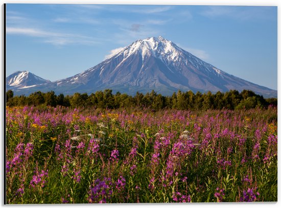 Dibond - Bruine Berg aan het Einde van Roze Bloemenveld - 40x30 cm Foto op Aluminium (Wanddecoratie van metaal)