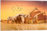 Acrylglas - De Dieren van het Afrikaanse Landschap - 75x50 cm Foto op Acrylglas (Wanddecoratie op Acrylaat)