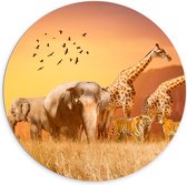 Dibond Muurcirkel - De Dieren van het Afrikaanse Landschap - 100x100 cm Foto op Aluminium Muurcirkel (met ophangsysteem)