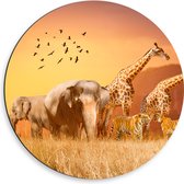 Dibond Muurcirkel - De Dieren van het Afrikaanse Landschap - 50x50 cm Foto op Aluminium Muurcirkel (met ophangsysteem)