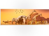 PVC Schuimplaat- De Dieren van het Afrikaanse Landschap - 60x20 cm Foto op PVC Schuimplaat