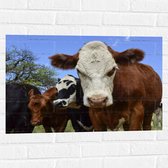 Muursticker - Bruin met Witte Koe tussen Koeien in de Wei - 75x50 cm Foto op Muursticker