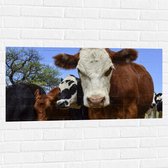 Muursticker - Bruin met Witte Koe tussen Koeien in de Wei - 100x50 cm Foto op Muursticker