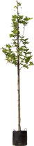Platanenboom Platanus hispanica h 350 cm st. omtrek 12 cm