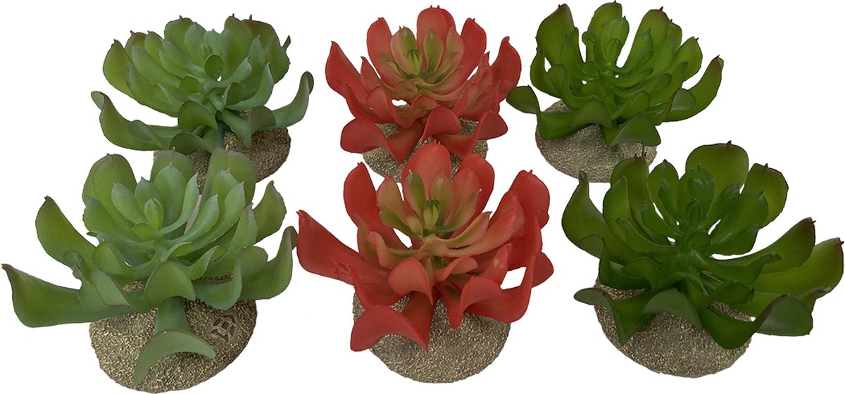 Terra Della - Natuurlijke Decoratie - Reptielen - Echeveria 1 8,5x8x5,8cm Gemengde Kleuren - 1st
