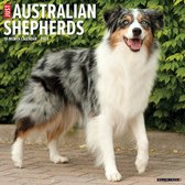Just Australian Shepherds 2024 12 X 12 Wall Calendar