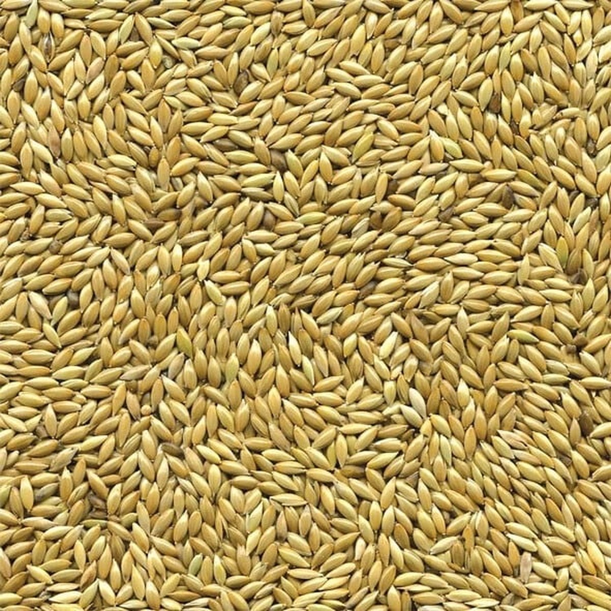 Witzaad 5 kilo - Overige zaden - Vogelzaad - Vogelvoer - Enkelvoudige vogelzaden