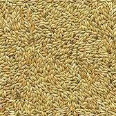 Witzaad 5 kilo - Overige zaden - Vogelzaden - Vogelvoer - Enkelvoudige vogelzaden