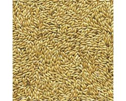 Witzaad 5 kilo - Overige zaden - Vogelzaad - Vogelvoer - Enkelvoudige vogelzaden
