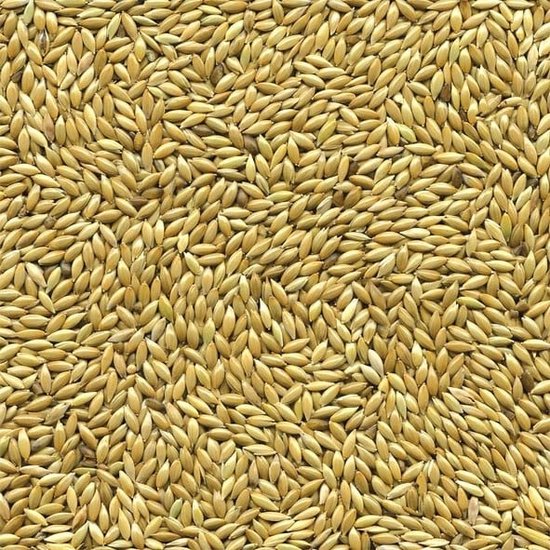 Close-up van een grote hoeveelheid witzaad, een mix van kleine, ovale, lichtgele zaden.