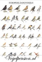 Vogelposter Europese zangvogels deel 1 gelamineerd A4 - Vogelposters - Benodigdheden