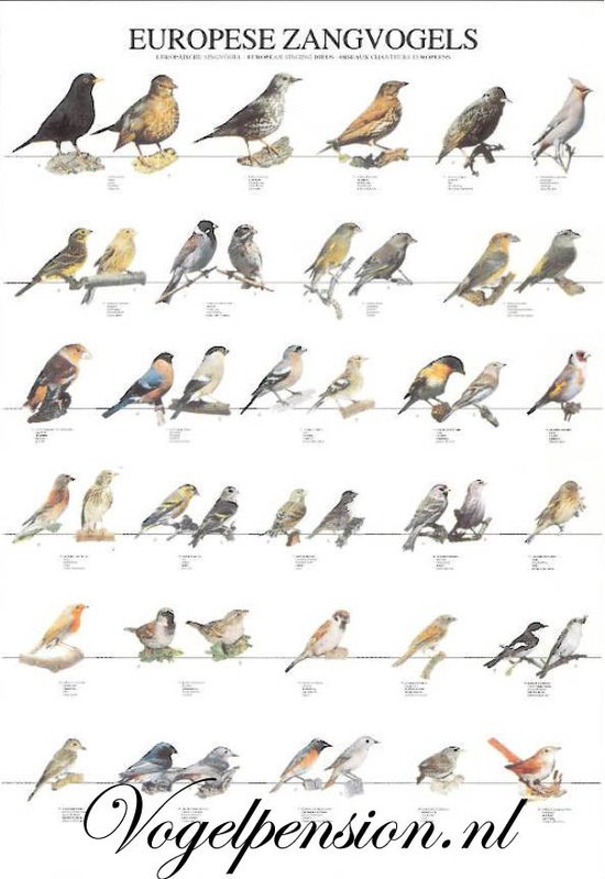 Poster oiseaux oiseaux chanteurs européens partie 1 plastifié A4 | bol