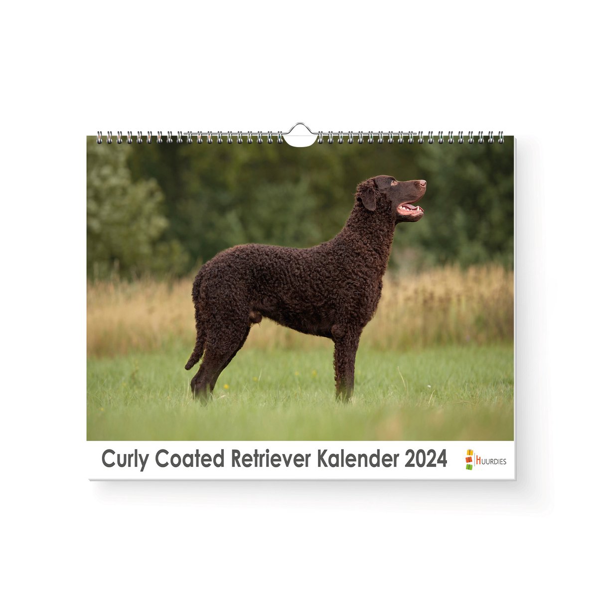 Kalender 2024 - Curly Coated Retriever - 35x24cm - 300gms - Spiraalgebonden - Inclusief ophanghaak