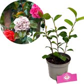 Camellia japonica 'Tricolor' Drie kleuren - Hoogte 30/40cm - 1,5 liter pot