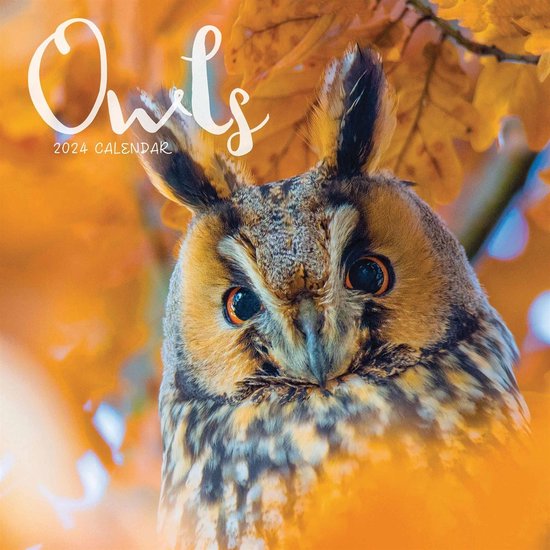 2024 Owls Mini Wall Calendar