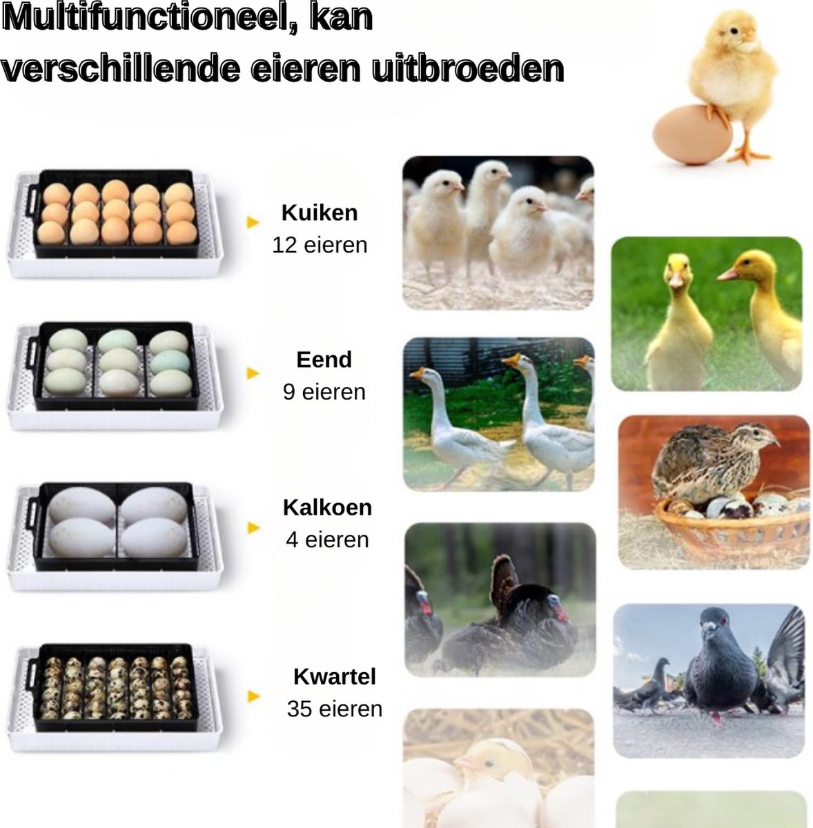 Automatische