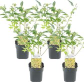 Plant in a Box - Forsythia intermedia 'Minigold' - Set van 4 - Forsythia Chineesklokje Flojor - Pot 17cm - Hoogte 25-40cm