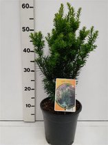 1 stuk(s) | Taxus cuspidata nana C3.5 30-40 cm
