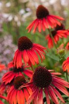 3 stuks | Echinacea 'Summer Cocktail' P9 cm