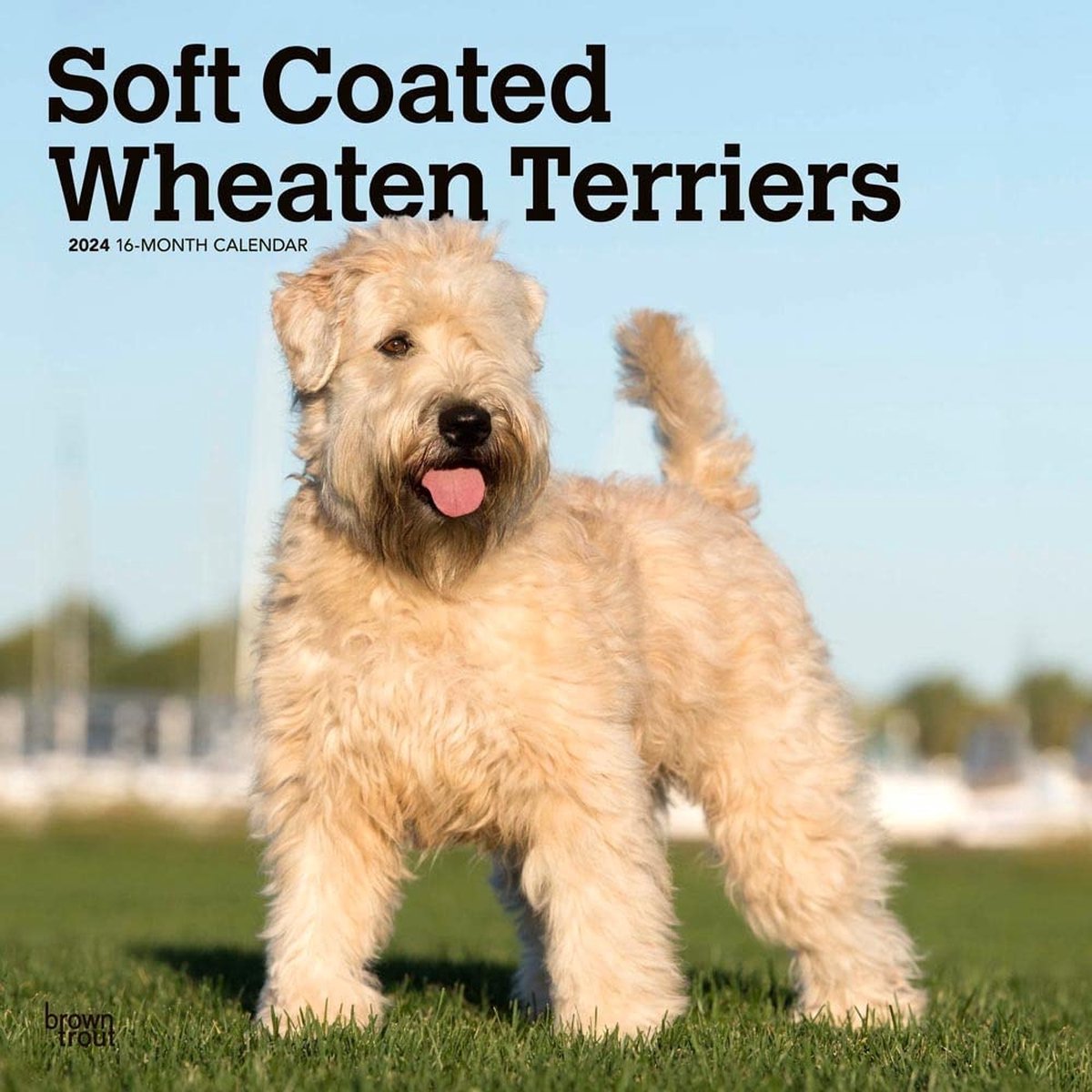 Softcoated Wheaten Terrier Kalender 2024