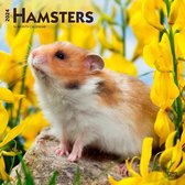 Hamsters 2024 Square