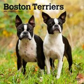 Boston Terrier Kalender 2024
