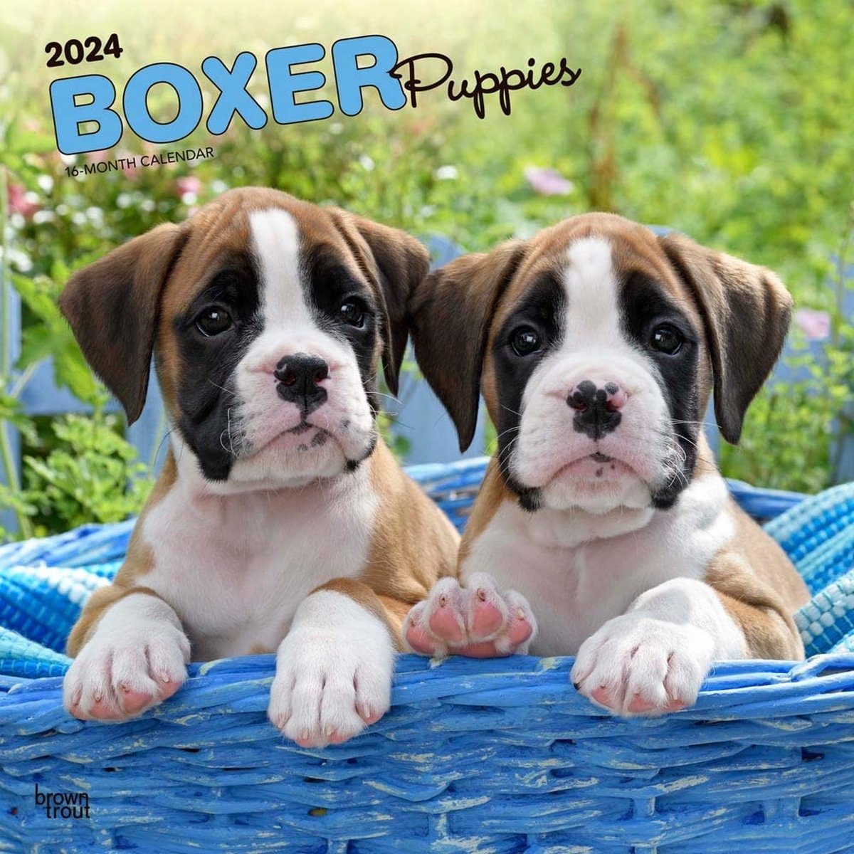 Boxer Puppies Kalender 2024