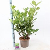 Prunus laurocerasus 'Rotundifolia' C5 60-70 cm - Grootbladig - Snelle groeier - Snel zichtdicht - Wintergroen