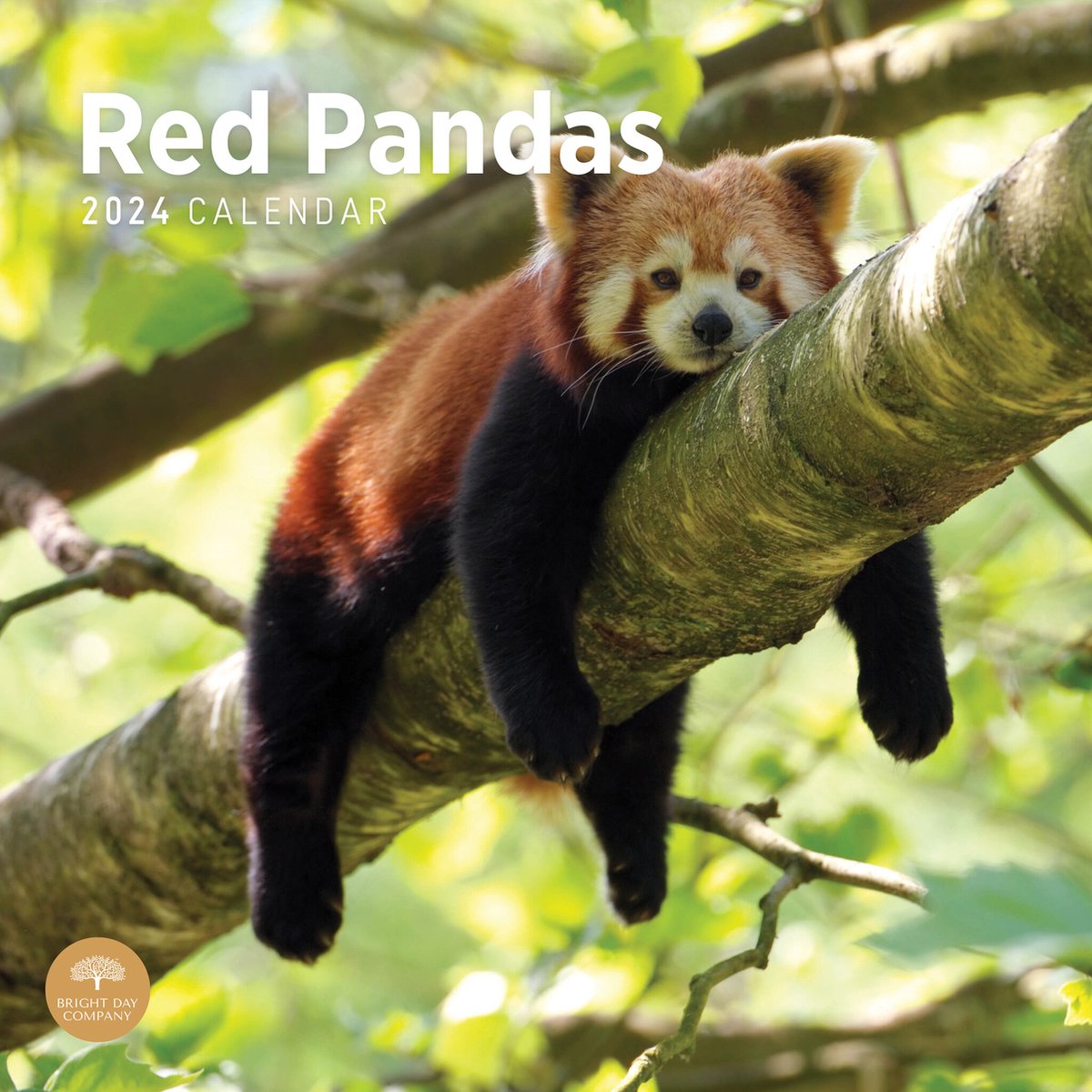 Rode Panda Kalender 2024