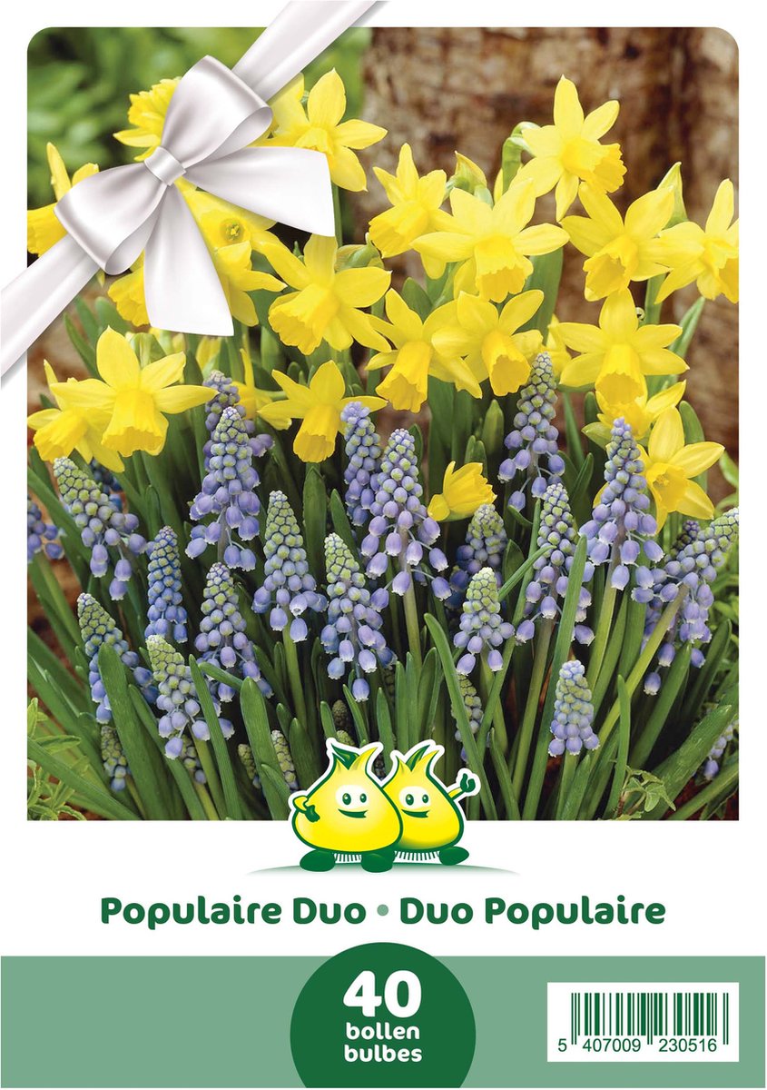 Cadeauverpakking 40 bloembollen populair duo - Narcis Tete a Tete en muscari Armeniacum - geschenkverpakking