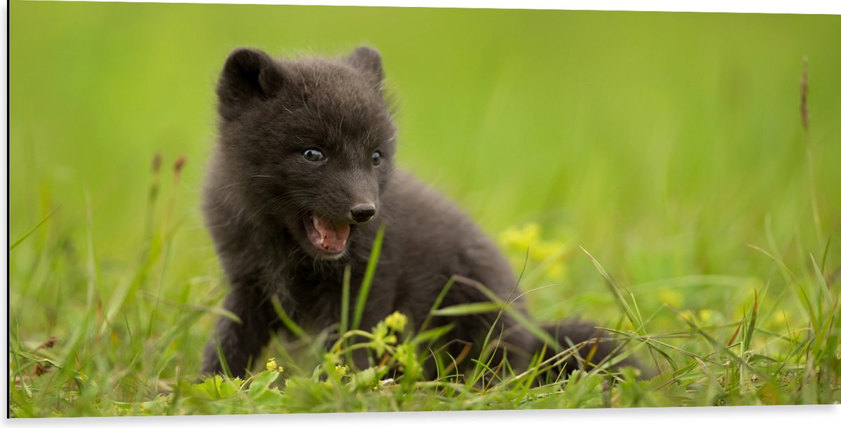 Dibond - Zwarte Baby Vos in het Gras - 100x50 cm Foto op Aluminium (Wanddecoratie van metaal)