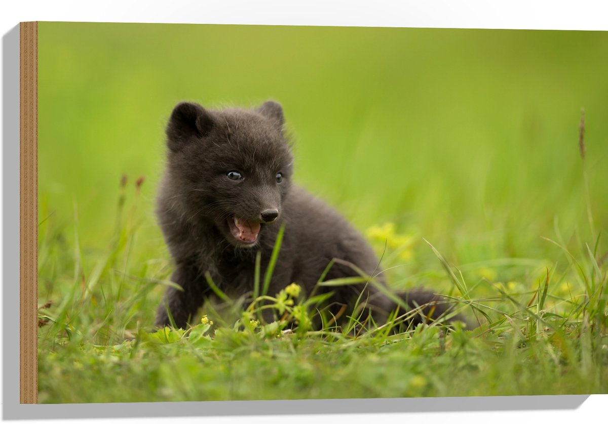 Hout - Zwarte Baby Vos in het Gras - 60x40 cm - 9 mm dik - Foto op Hout (Met Ophangsysteem)