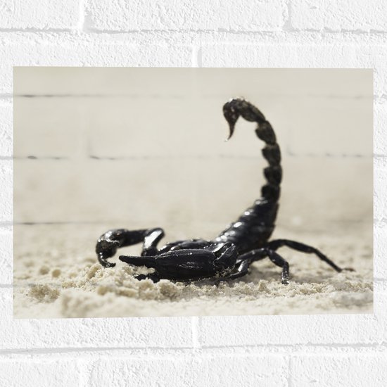 Muursticker - Zwarte schorpioen staat in het zand - 40x30 cm Foto op Muursticker