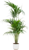 Green Bubble - Kentia palm inclusief elho Jazz Round wit Ø26 - 180 cm