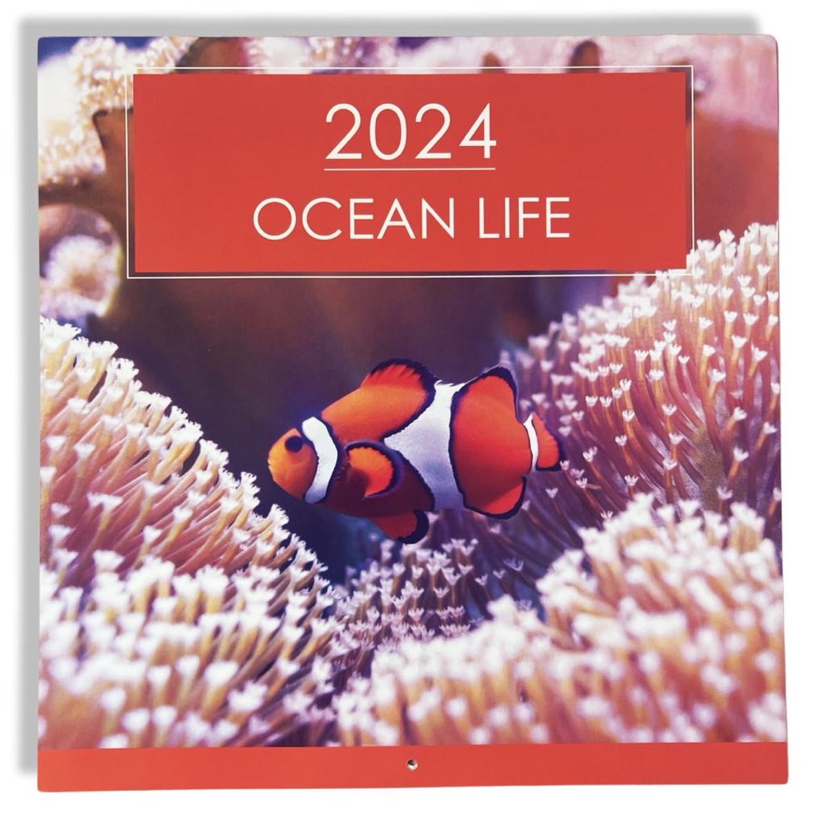 2024 Ocean Life Maandkalender - 28x28,5cm - Zeedierenkalender - omslagkalender