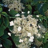 Hydrangea anomala petiolaris C2.5 50-60 cm - Populair bij vogels - Snelle groeier - Zeer winterhard - Bladverliezend - Bloeiende plant