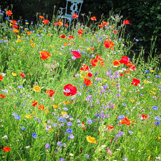 MRS Seeds & Mixtures Wilde bloemenmengsel - één- en meerjarig - 42 bloemsoorten - groeihoogte: 20-100 cm - trekt bijen en vlinders - voor tuinen en openbare ruimtes - vergroot de biodiversiteit - MRS Seeds & Mixtures