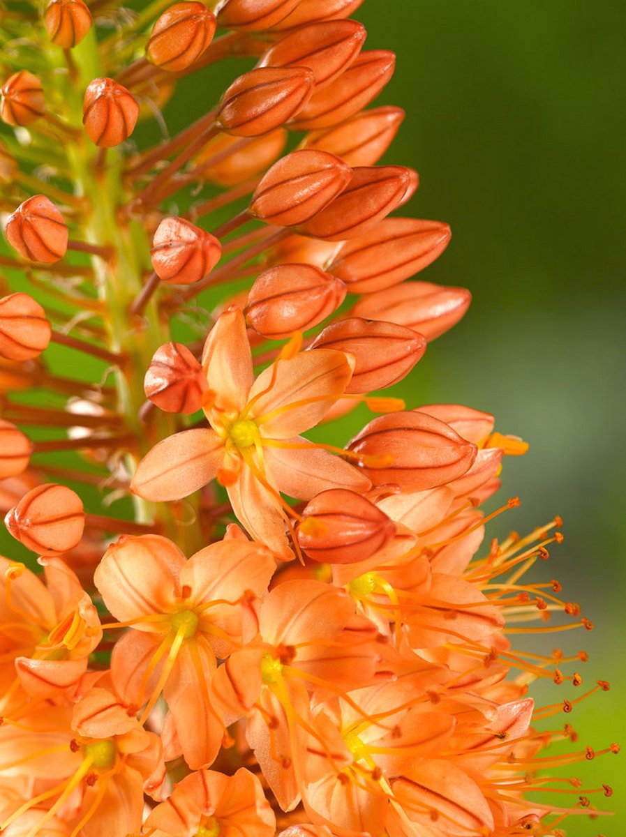 3x Naald van Cleopatra 'Eremurus cleopatra' - BULBi® Bloembollen met bloeigarantie