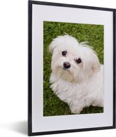 Photo dans le cadre - Le chien maltais regarde vers le haut Cadre photo noir avec passe-partout blanc petit 30x40 cm - Affiche dans le cadre (Décoration murale salon / chambre)