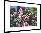 Photo en cadre - Belle rose rose en cadre photo de jardin d'été noir avec passe-partout blanc grand 90x60 cm - Affiche sous cadre (Décoration murale salon / chambre)
