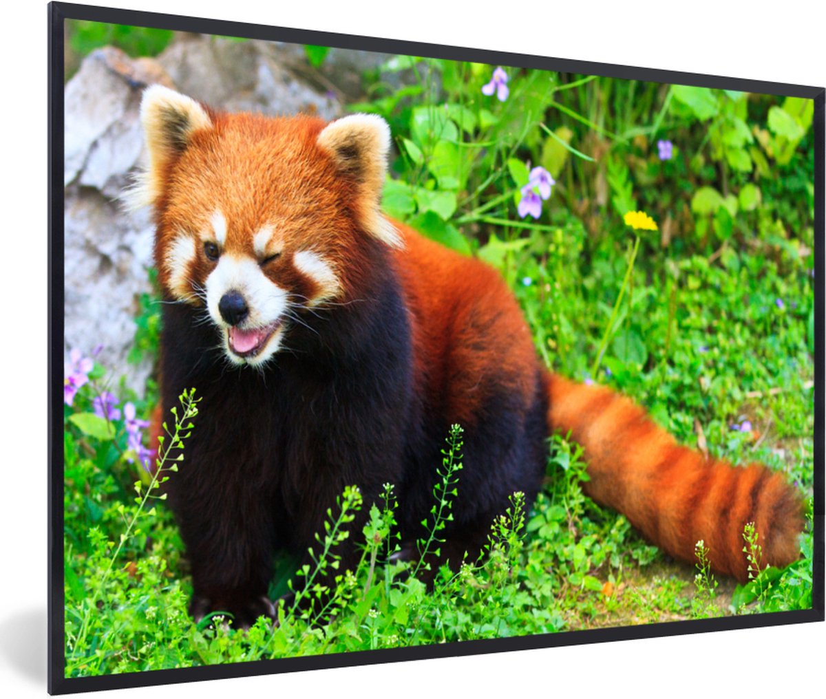 Fotolijst incl. Poster - Rode Panda - Groen - Gras - 60x40 cm - Posterlijst