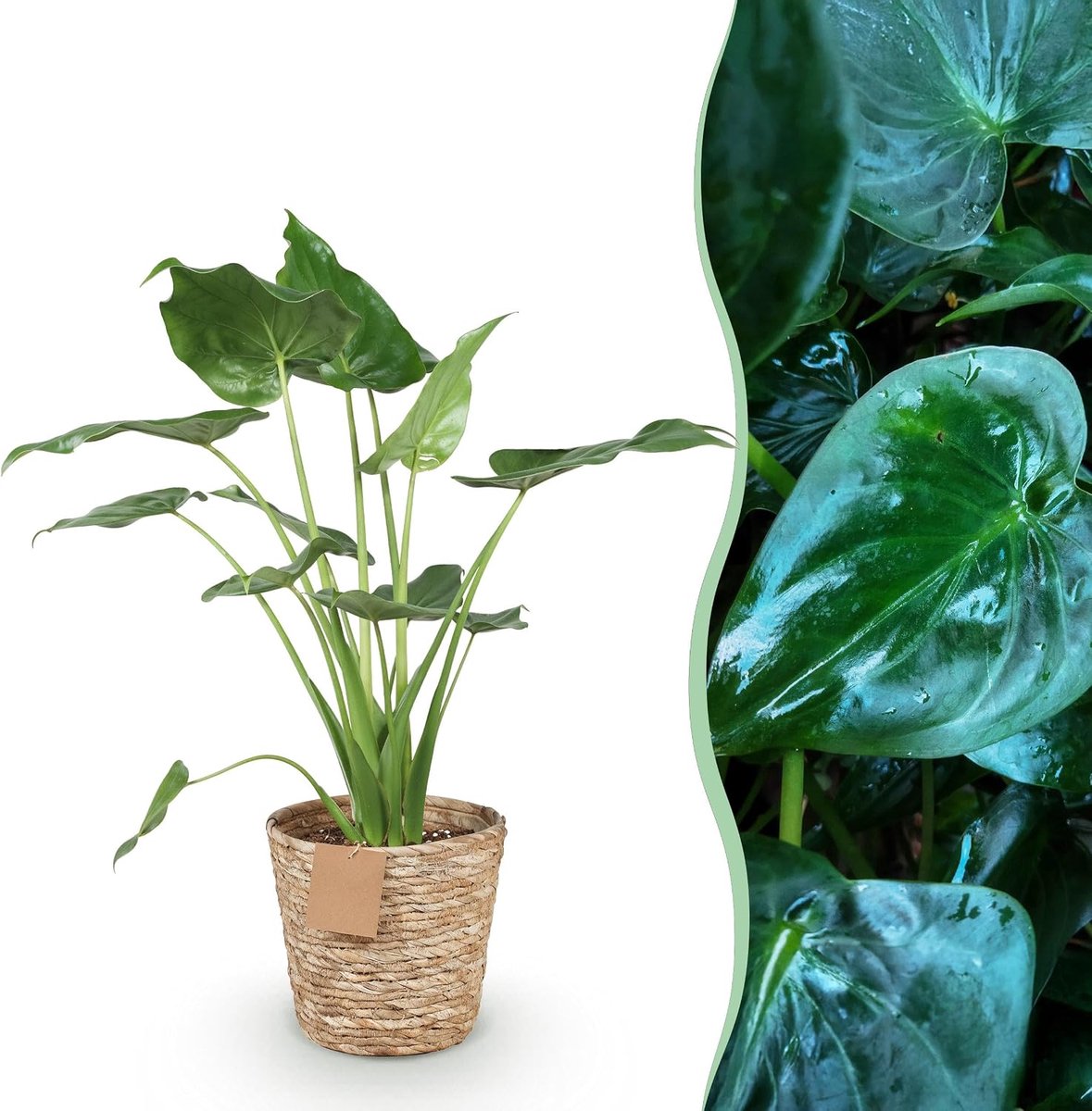 Is... Alocasia Cucullata - Boeddha,s hand - Weinig onderhoud - met mand - Groen - 65-70cm - Ø21cm - Kamerplant - Groenblijvend