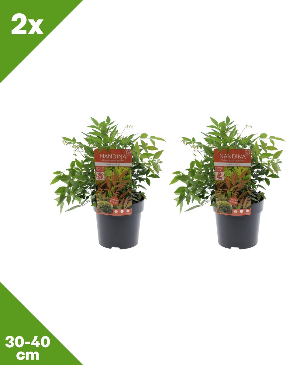 GARDENZO - Nandina domestica 'Magical Sunrise' (Hemelse bamboe) x 2, P15, 30-40 cm - Winterhard