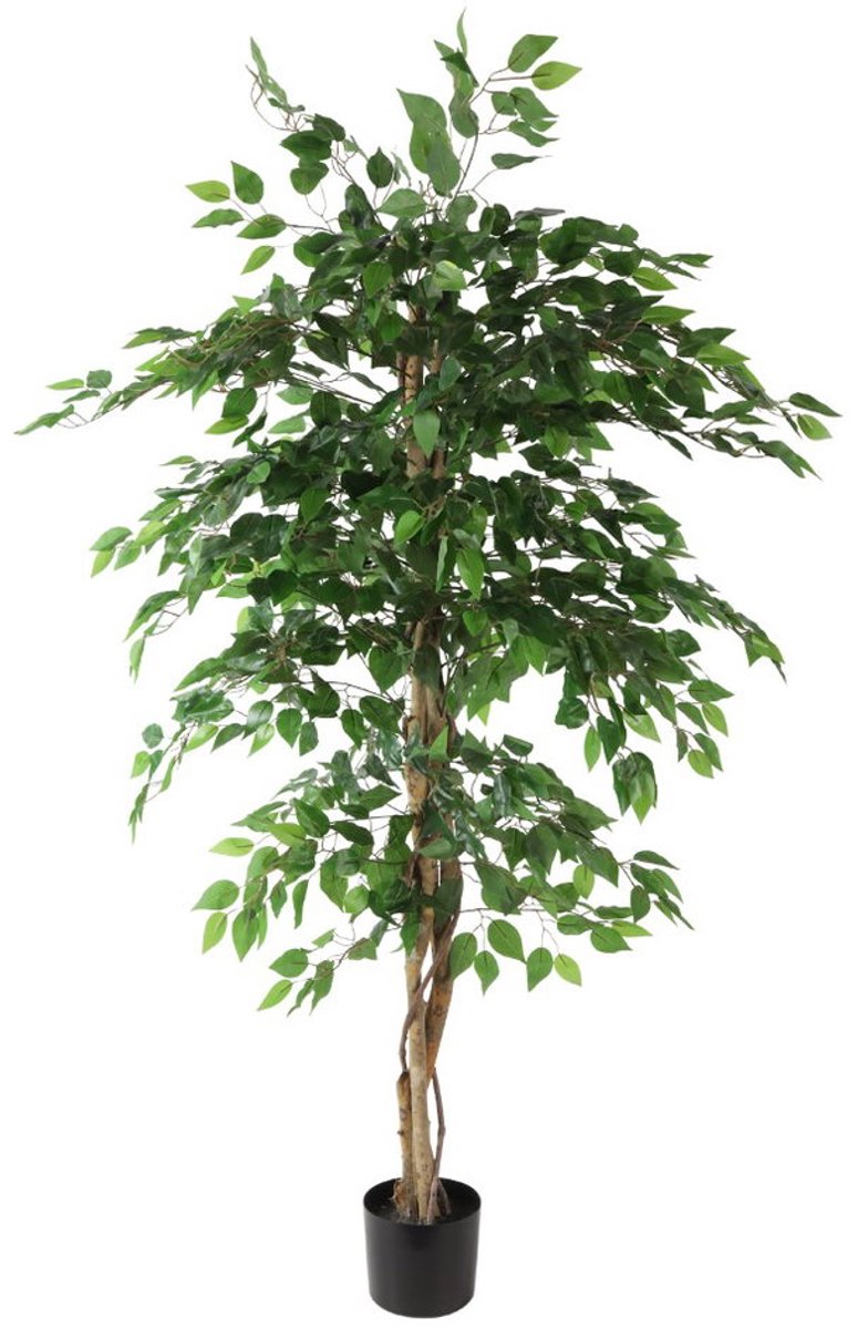 Countryfield Ficus benjamina 140x140x180 cm groen Countryfield onbekend
