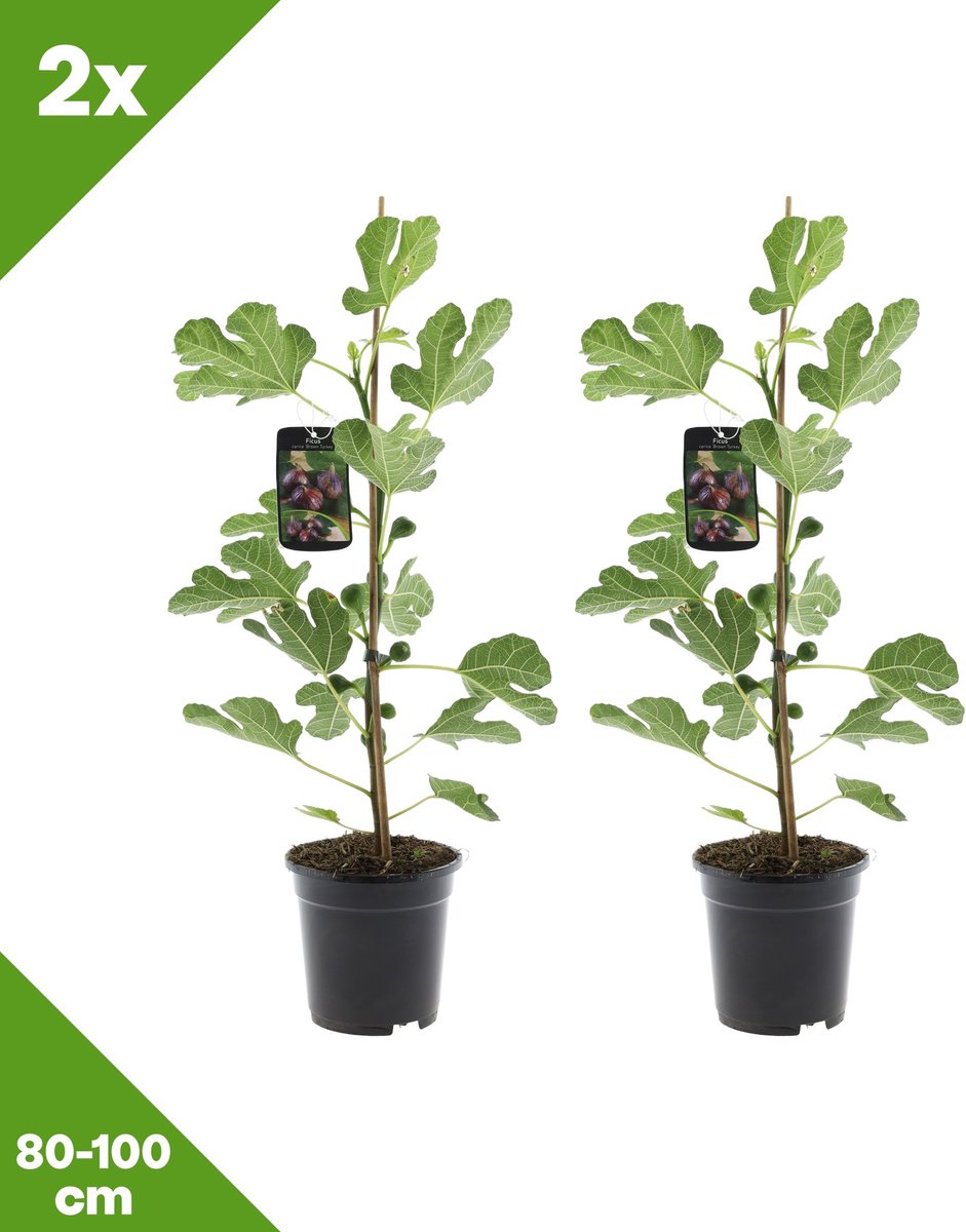 GARDENZO - Ficus carica 'Brown Turkey' (Vijgenboom) x 2, P17, 80-100 cm