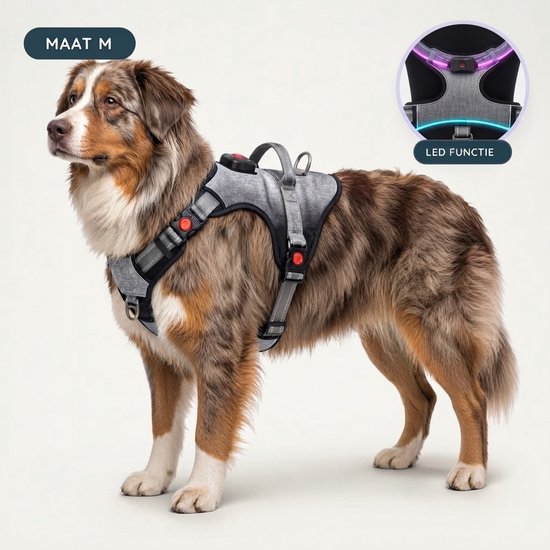 Australische herder met grijs 'maat M' harnas. Close-up van LED-functie.