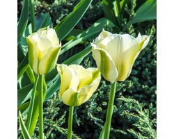 Groenbloemige tulp (Tulipa Viridiflora) - Tulpen Spring Green - Tulipa - Snijbloemen - Voorjaarsbollen - bloeit in April / Mei