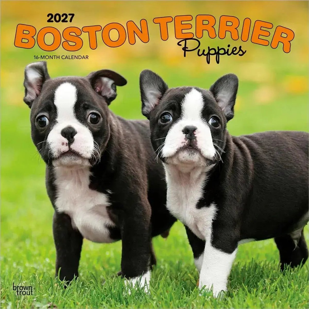 Boston Terrier Puppies Kalender 2027