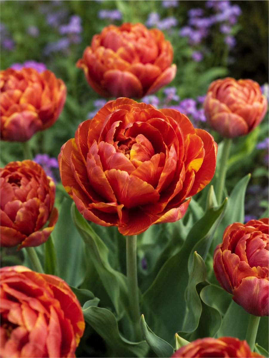 6x Tulpen 'Chocolate brown' - BULBi® Bloembollen met bloeigarantie